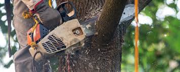 Professional Tree Removal Services in Baden, MD