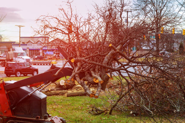 Leaf Removal in Baden, MD