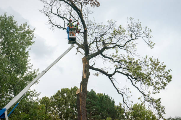 Best Emergency Tree Removal  in Baden, MD