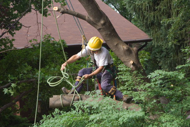 Best Tree and Shrub Care  in Baden, MD