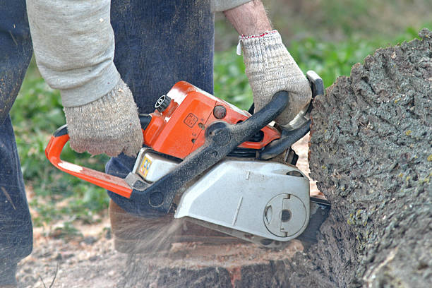 How Our Tree Care Process Works  in  Baden, MD