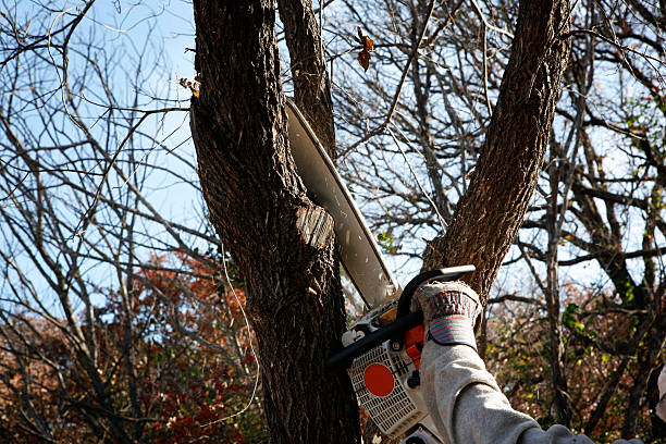 Best Tree Risk Assessment  in Baden, MD