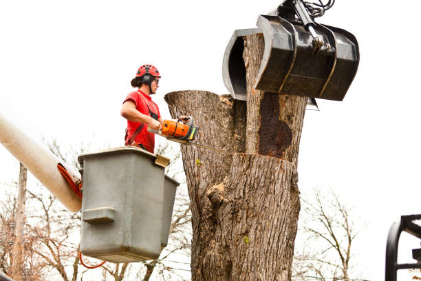 Best Hazardous Tree Removal  in Baden, MD