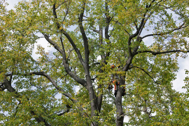 Best Residential Tree Removal  in Baden, MD